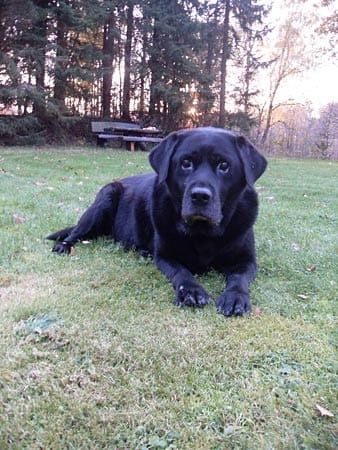 "Unser Hund "Kira" im Schwedenurlaub. Für das Alter von zwölf Jahren, das sind 84 Menschenjahre, sieht Kira doch noch fit aus..."