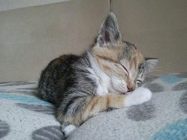 Katze "Kira": "Bitte nicht stören, während ich schlafe."