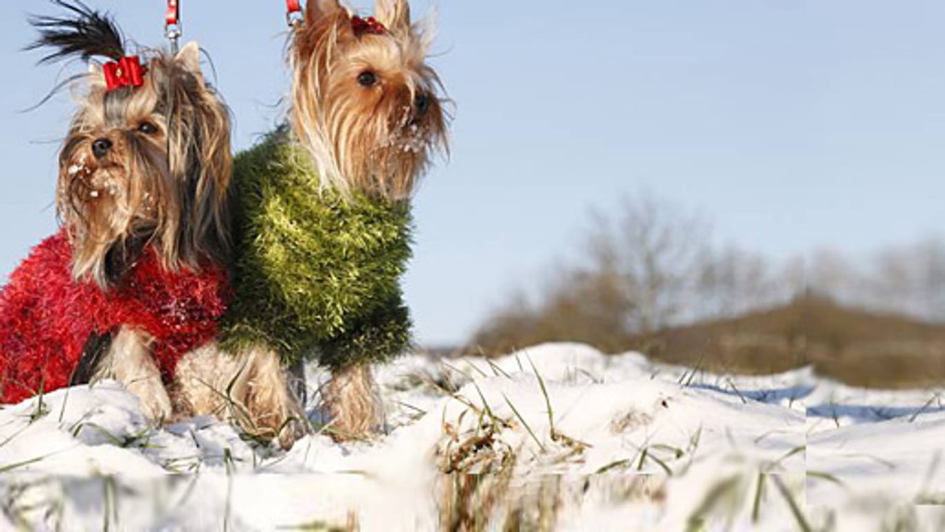 Warme Kleidung eignet sich für alte und kranke Hunde.