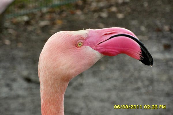 Flamingo.