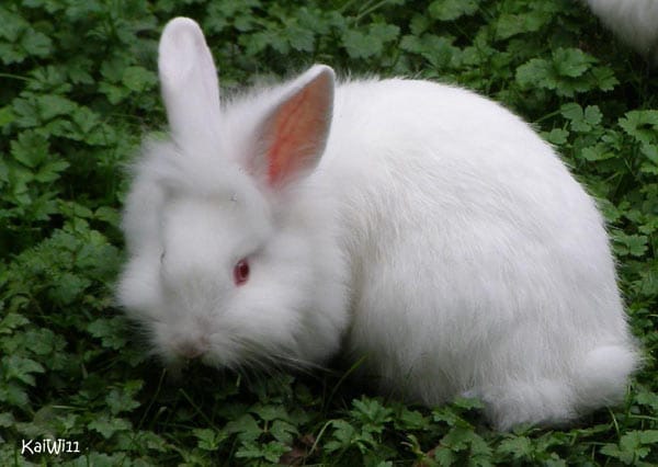 "Das ist ein Angora-Kaninchen im Tierpark Bad Mergentheim. Nur streicheln, nicht füttern."