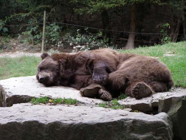 Braunbär im Tierpark Bad Mergentheim: "Bitte nicht stören, ich halte meinen Schönheitsschlaf."