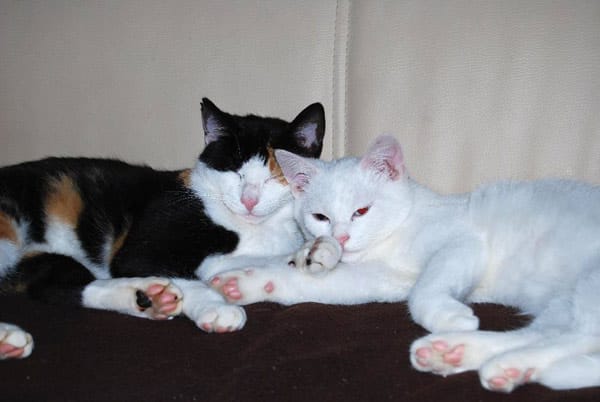 "Das sind Kater "Luigie" und seine Schwester "Enny". Beide relaxen auf dem Sofa."