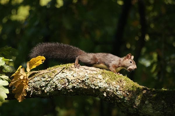 "Dieses Eichhörnchen hat netterweise eine Fotopause an der sonnigsten Stelle eingelegt."