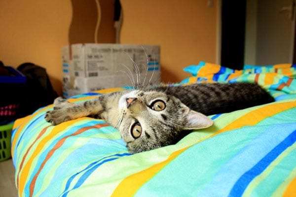Europäische Kurzhaar Katze "Minija": "Das Bett gehört ab jetzt mir!"