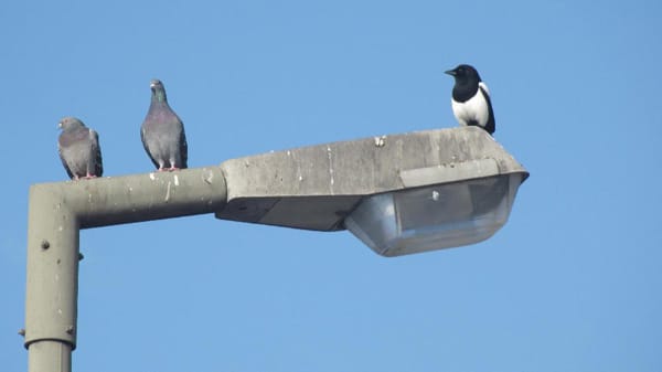 "Ein friedliches Miteinander: Tauben und eine Elster auf einem Laternen-Mast."