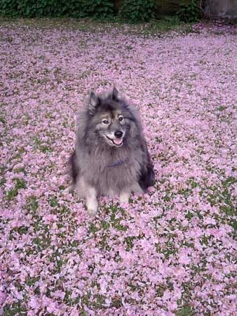 "Unser Wolfsspitz "Angie" sitzt mitten in Blumen - einfach nur schön."