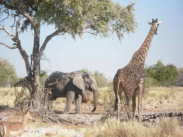 Elefant und Graffe: Zusammen in Afrika gesehen.