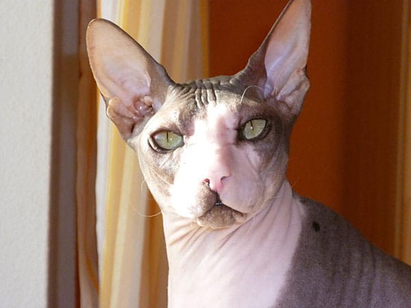 Sphinx-Katze "Luis": Er ist so schön!