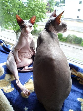 Sphinx-Katzen "Luis" & "Joey". Joey sitzt wie ein Pascha auf der Fensterbank.