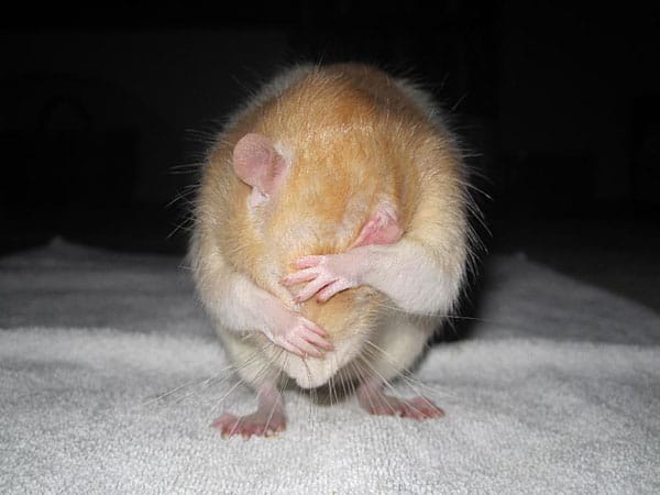 Die kürzlich verstorbene Ratte "Lenny" war die "schmusigste" Ratte die man sich vorstellen kann und er ist dabei oft eingeschlafen. Außerdem hatte er einen Putzfimmel, wie man sieht.