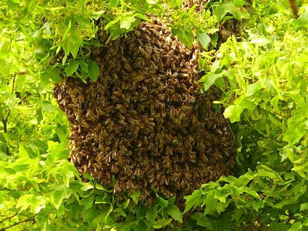Wilde Bienen: Ein Schauspiel der Natur.