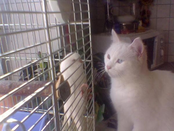 Zwei weiße Tiere: Sittich "Bubi" und Katze "Molly".