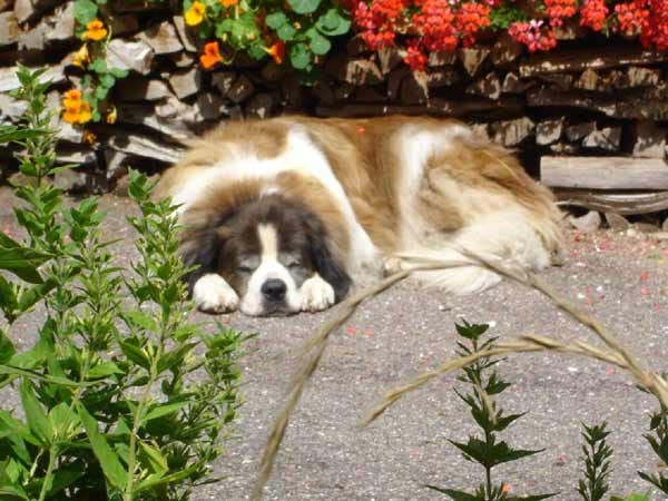 Sehr entspannter Haushund in Südtirol: "Ich mach mal eine Pause."