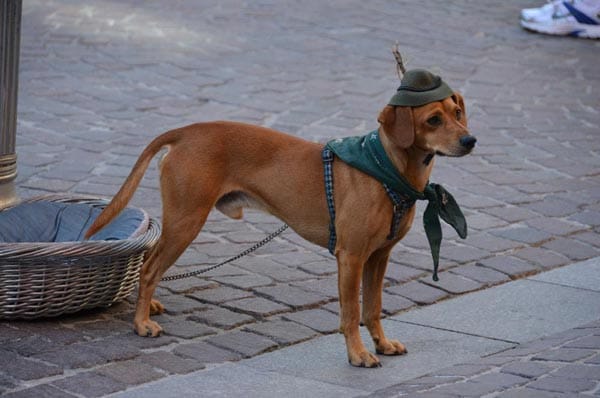 Ein Hund - Witzig mit Tirolerhut.