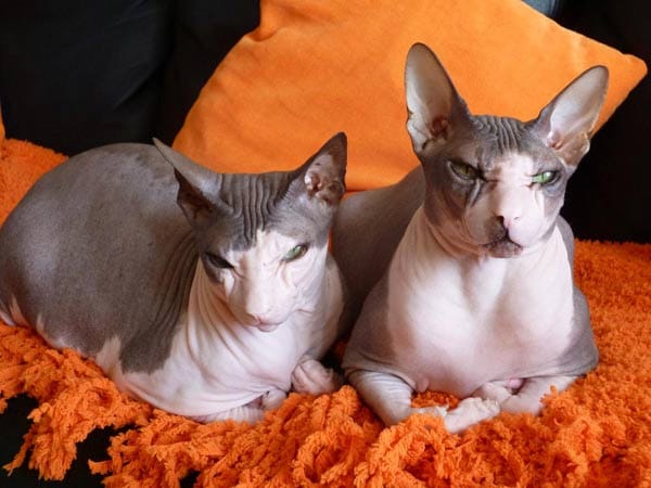 Sphinx-Katzen "Luis" & "Joey". Echte Geschwisterliebe.