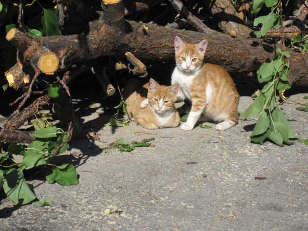 Diese Kätzchen habe ich im Urlaub in der Türkei entdeckt.
