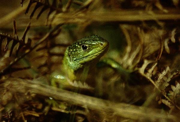 Lacerta Viridis (Smaragdeidechse). Das Tier ist extrem scheu und sehr schwer zu fotografieren. Die Aufnahme entstand in Südfrankreich aus dem Auto heraus.