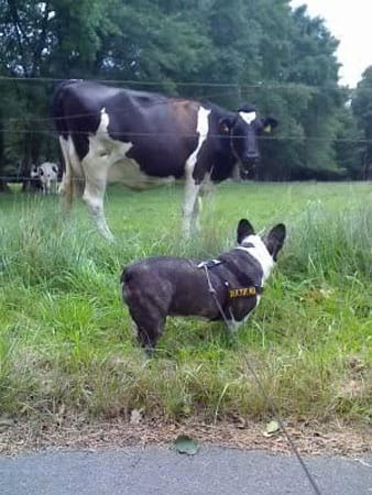 meine französische Bulldogge "Yvonne" und eine Kuh. Sie schauen sich an, als würden sie sich fragen: "Sind wir verwandt?"