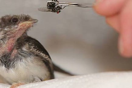 Einen Jungvogel aufziehen bedeutet sehr viel Arbeit