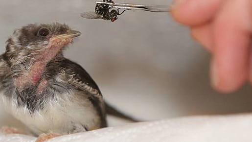 Einen Jungvogel aufziehen bedeutet sehr viel Arbeit