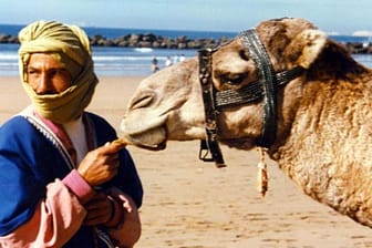 Kamele am Strand von Agadir