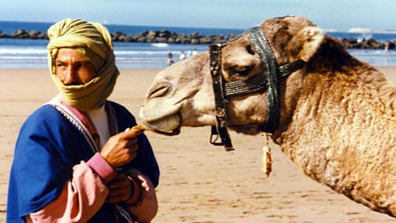 Kamele am Strand von Agadir
