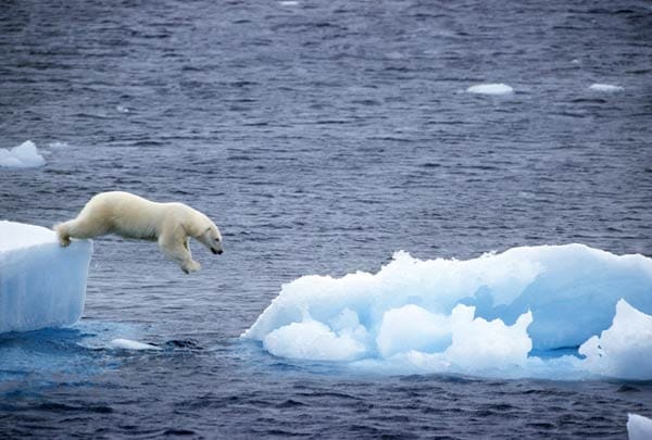 Durch die Erderwärmung schmilzt das Eis an den Polkappen immer weiter ab - zum Leidwesen auch der dort lebenden Tiere.
