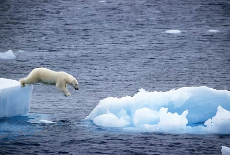 Durch die Erderwärmung schmilzt das Eis an den Polkappen immer weiter ab - zum Leidwesen auch der dort lebenden Tiere.