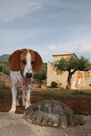 Hund "Aris" mit Schildkröte im Garten. Eine Beagle-Vizsla Mischung, gezüchtet in Griechenland.