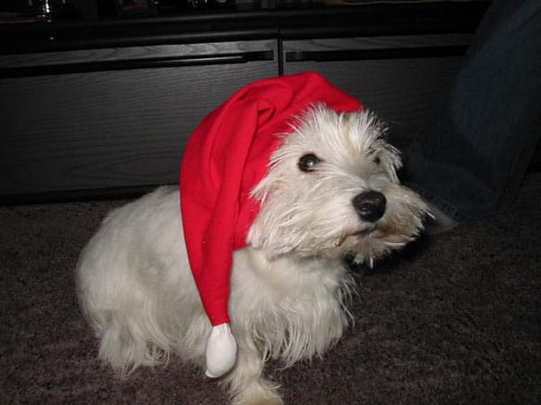 Westie (West Highland White Terrier) "Chila" ist im Juni 2011 verstorben.