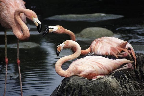Flamingos im Hagenbecks Tierpark in Hamburg.