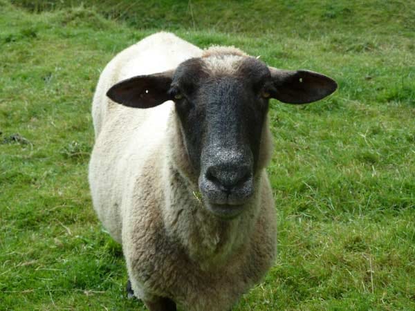 "Das Schaf war neugierig auf meine Kamera!"