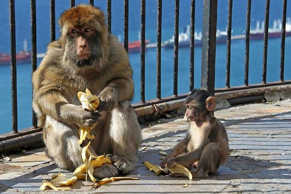 "Die zwei Affen sitzen auf dem berühmten Affenfelsen und erfreuen sich an den Bananen, die sie zuvor von einem Touristen geklaut haben."