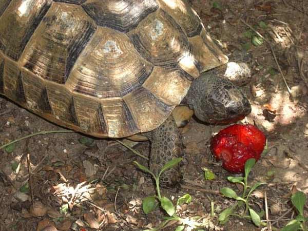 "Unsere Schildkröte "Schildi" liebt Erdbeeren!"