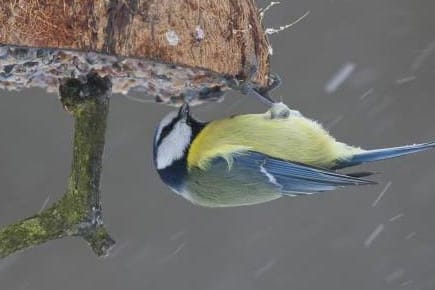 Futterglocken - wie hier aus einer Kokosnuss - kann man leicht selbst basteln