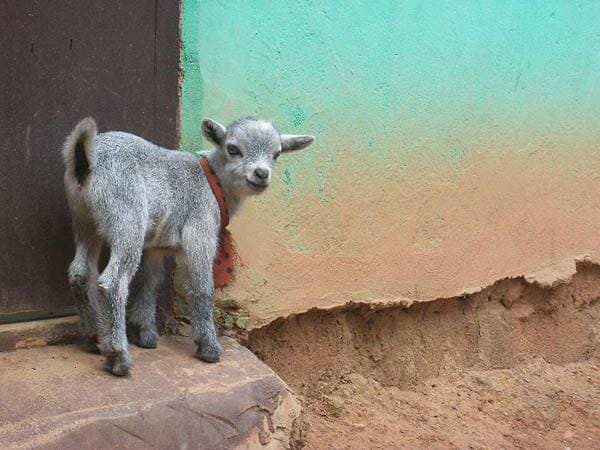 "Das Foto entstand in Ghana. Diese Ziege streunte die ganze Zeit herum und niemand wusste, welchem Bauern sie gehörte."