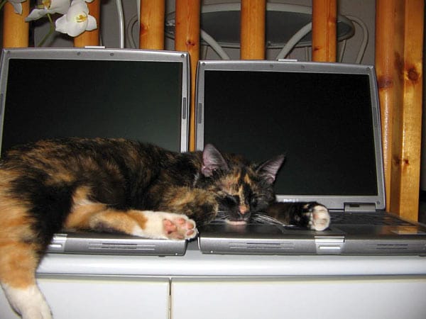 "Das ist "Jackie", unsere Glückskatze. Können Katzen Computer lieben?"