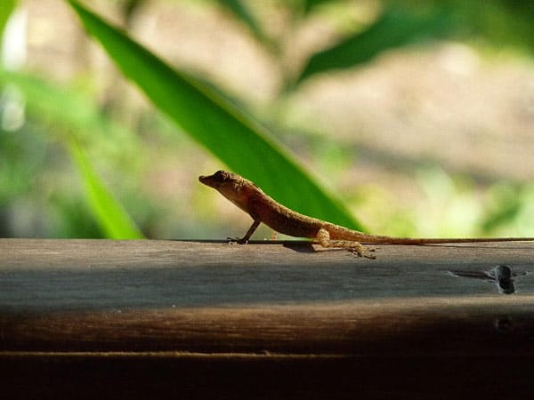 "Ein kleiner Gecko. Dieses Exemplar wirkt besonders scheu."