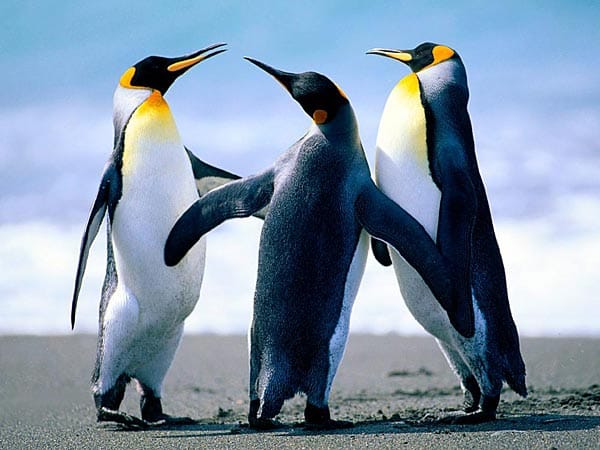 "Diese Pinguine sind so niedlich."