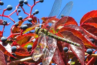 Libellen sind schön anzusehen und für den Menschen ungefährlich.