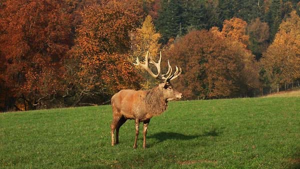 Ein Hirsch in freier Wildbahn (Archivbild): In Brandenburg hat ein solches Tier eine Karambolage verursacht.