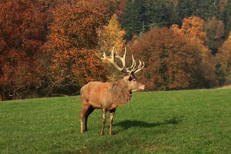 Ein Hirsch in freier Wildbahn (Archivbild): In Brandenburg hat ein solches Tier eine Karambolage verursacht.