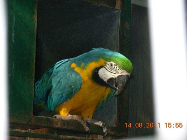 "Der Ara-Papagei ist ein richtig schönes Tier"