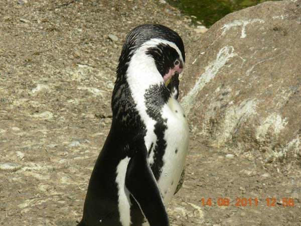"Hier sieht man einen Humboldt-Pinguin."
