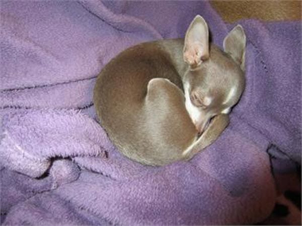 "Auf dem Bild ist meine Chihuahua-Hündin "Hony" zu sehen. Wenn sie sich so einmummelt sieht sie aus wie ein kleines Reh."