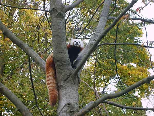 "Ein roter Panda auf dem Baum."