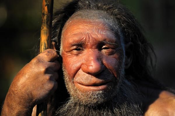 Ist der Neandertaler nun doch ein direkter Vorfahr der Menschen?