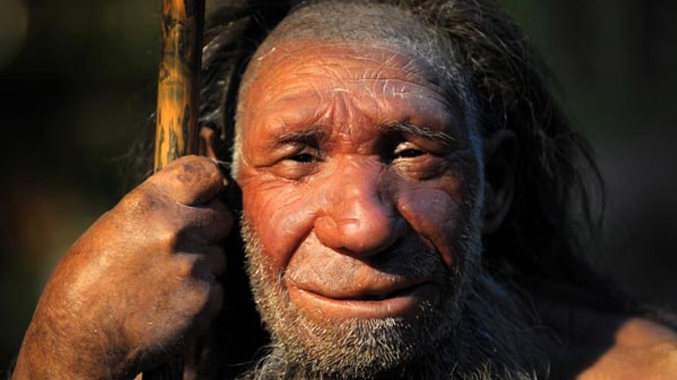 Ist der Neandertaler nun doch ein direkter Vorfahr der Menschen?