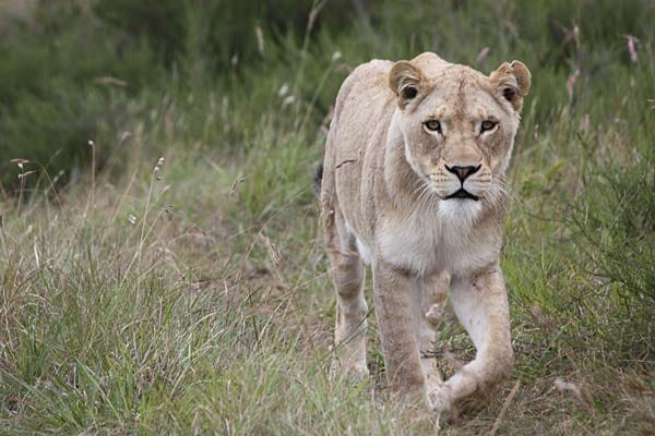 Eines der Highlights des Reservats ist das rund 100 Hektar große Raubtiergehege: Hier leben momentan 17 Löwen...